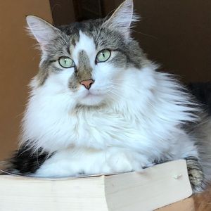 Meet your Posher, Caitlin